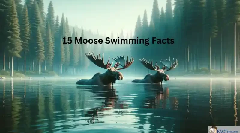 15 Unique moose swimming facts.