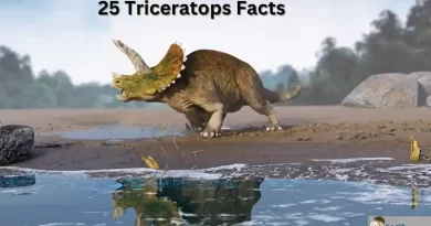 Triceratops by a lake