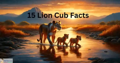 Lion cub facts vs myths