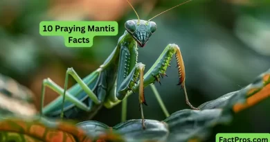 Praying mantis perched on a green leaf with the text '10 Praying Mantis Facts' in bold, clear font against a natural, soft-focus background of greenery.